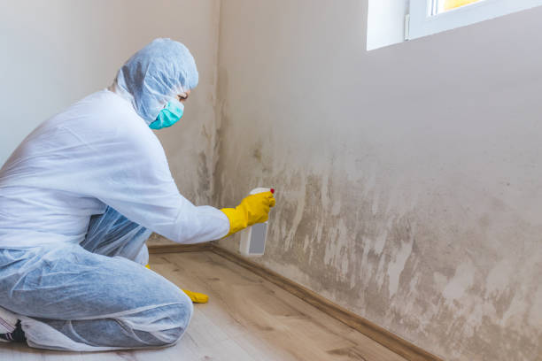 Licensed Basement Mold Remediation service in Grantville, PA - WQB Mold Removal
