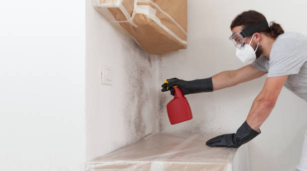 Professional Basement Mold Remediation technician working in Grantville, PA