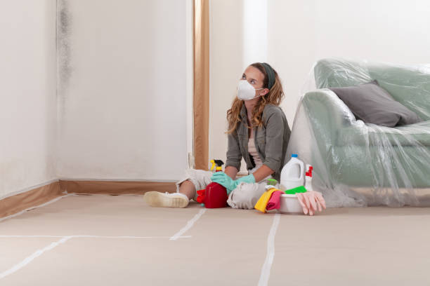 Reliable Basement Mold Remediation contractor in Grantville, PA by WQB Mold Removal