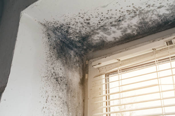 Affordable Basement Mold Remediation solutions in Grantville, PA